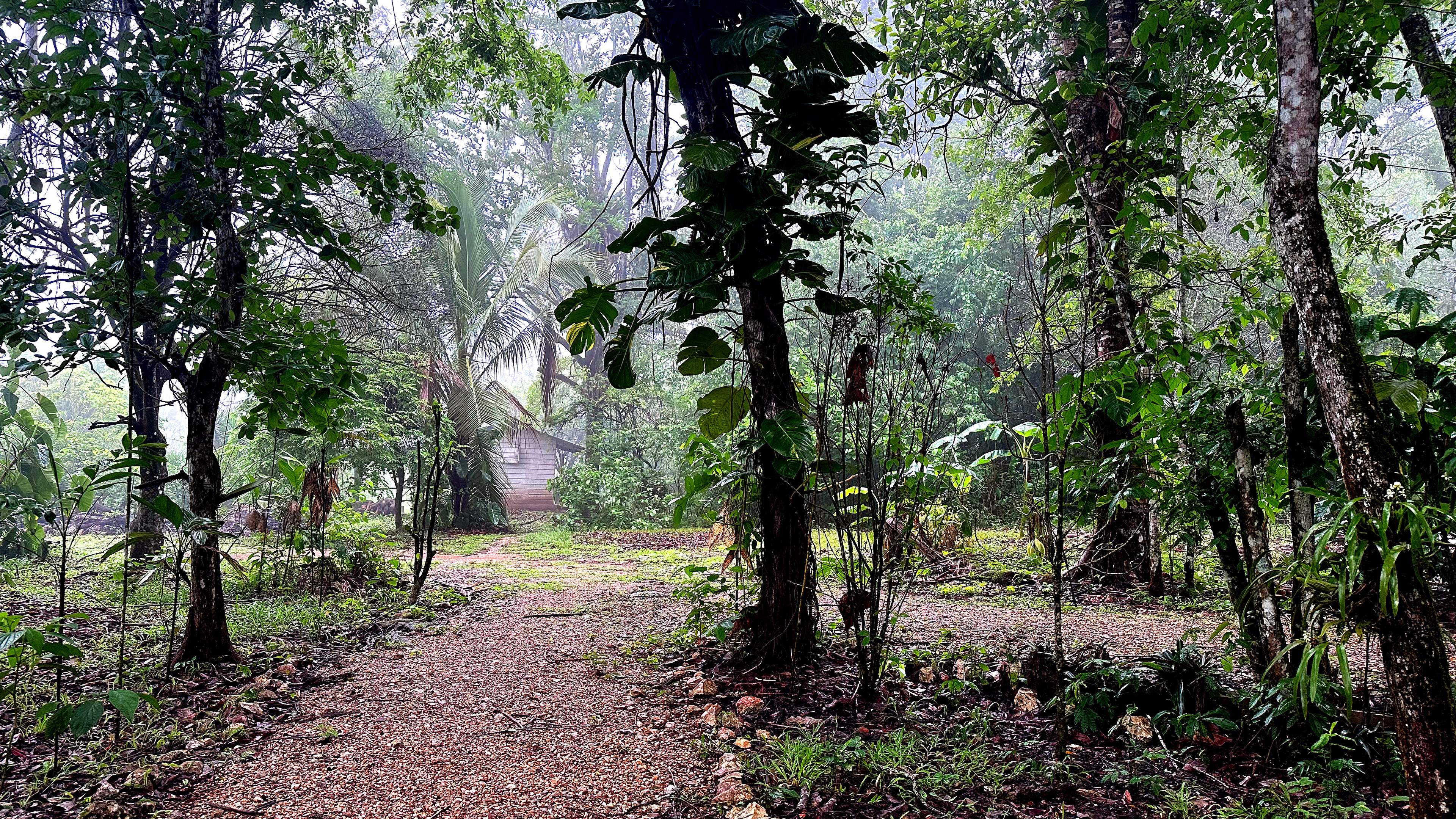 Welcome to the jungle