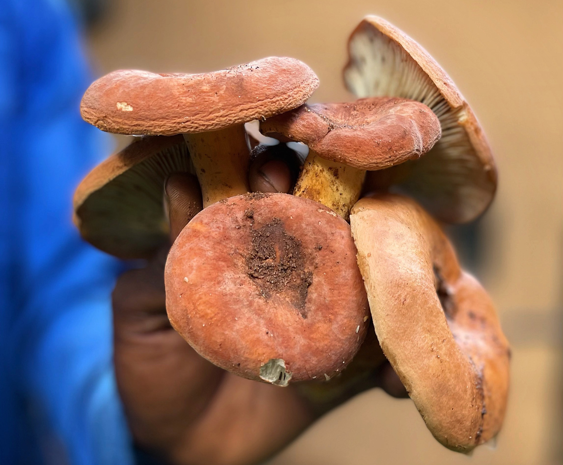 Foraging for Wild Mushrooms in Zambia