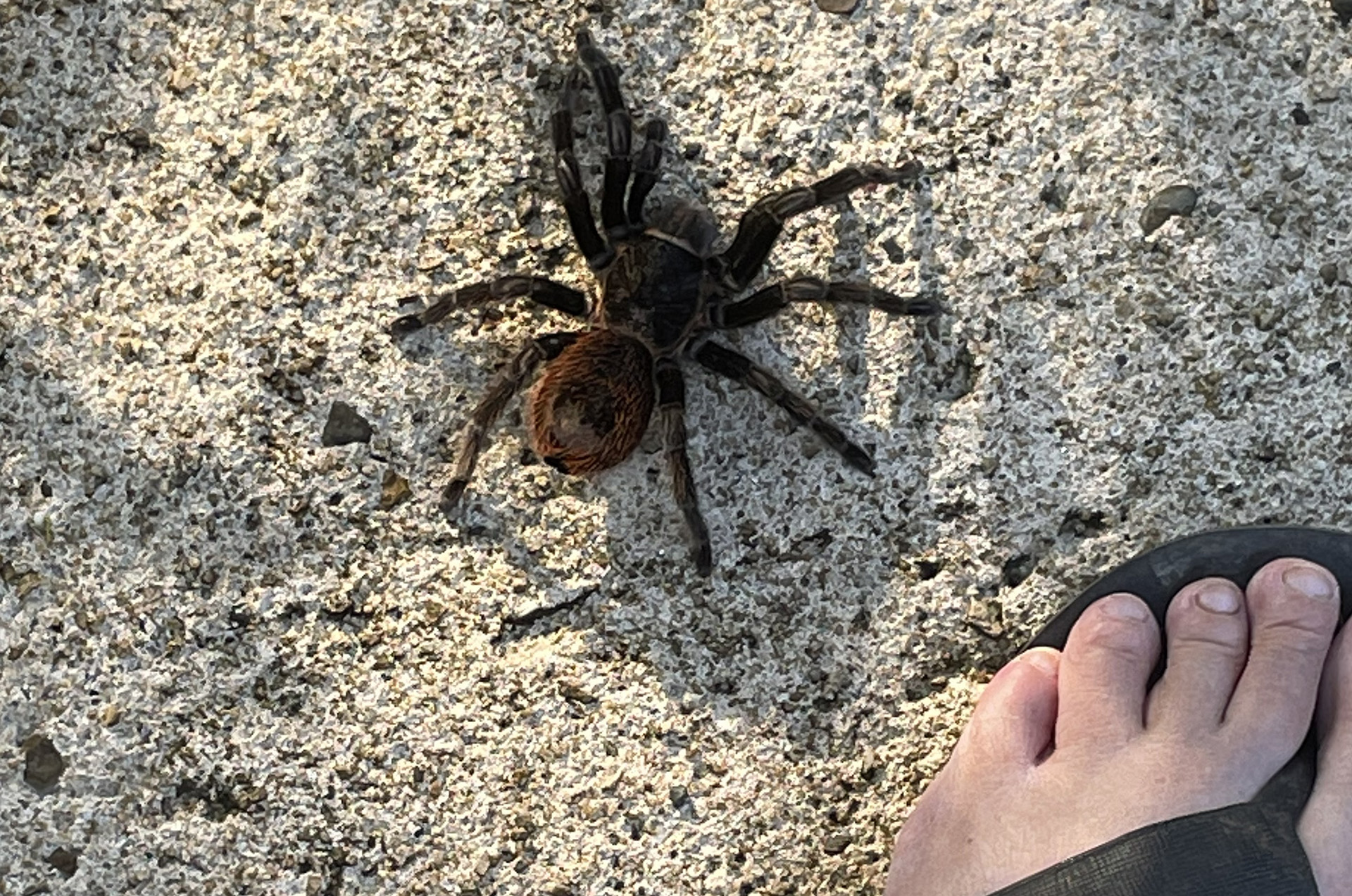 A large Mexican Red Rump Tarantula on a rock, next to a bare foot in a sandal.