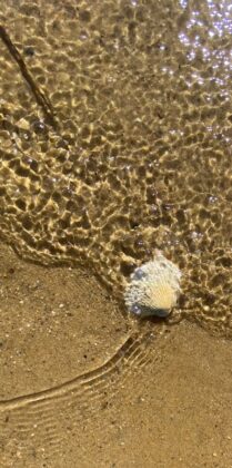 Scallop shell in glittering water near shore.