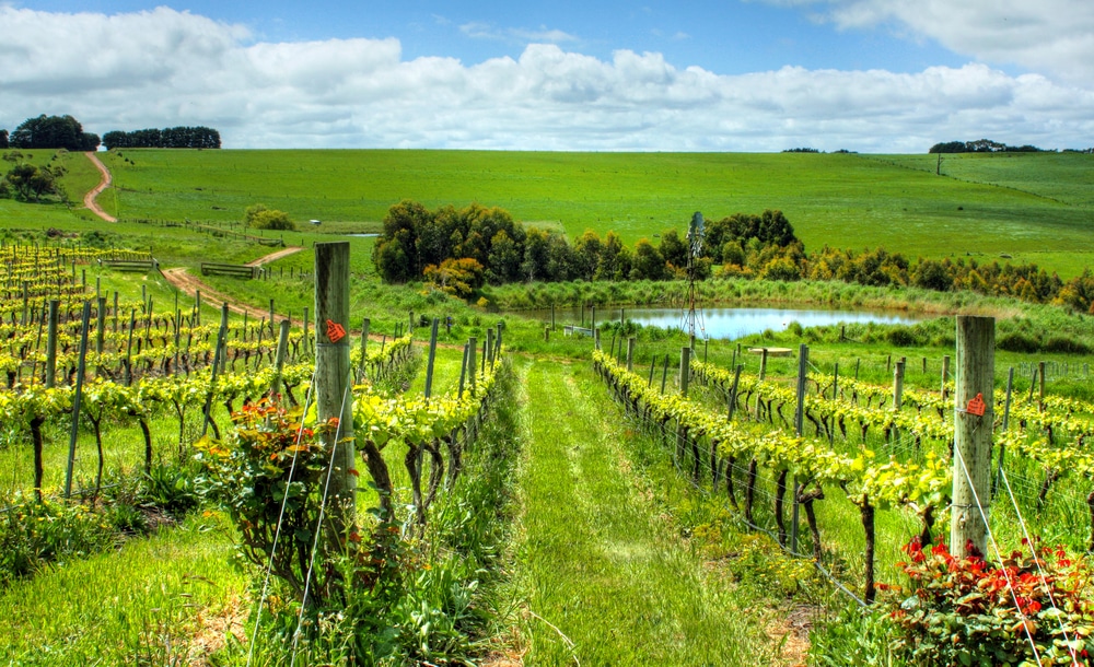 Scenic view of an Australian vineyard under clear blue skies.