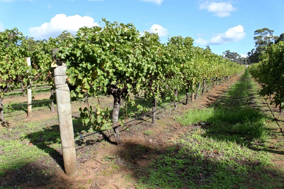 Rows of grapevines under a clear sky in Hunter Valley, Australia.