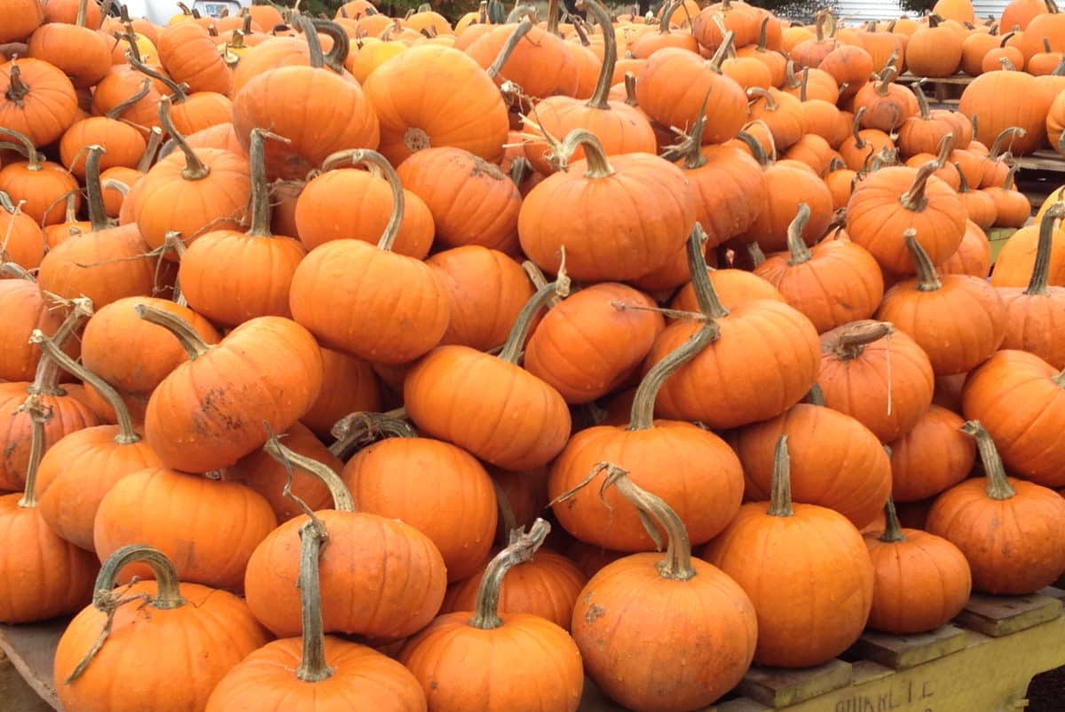 Abundant pile of fresh orange pumpkins