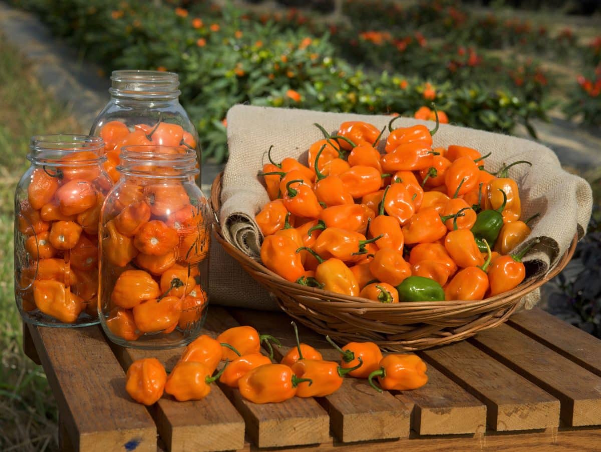 Basket filled with bright orange habanero peppers, with some in glass jars beside.