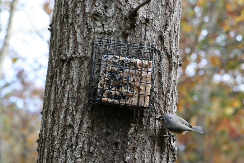 A bird perched near a tree-mounted suet cake.