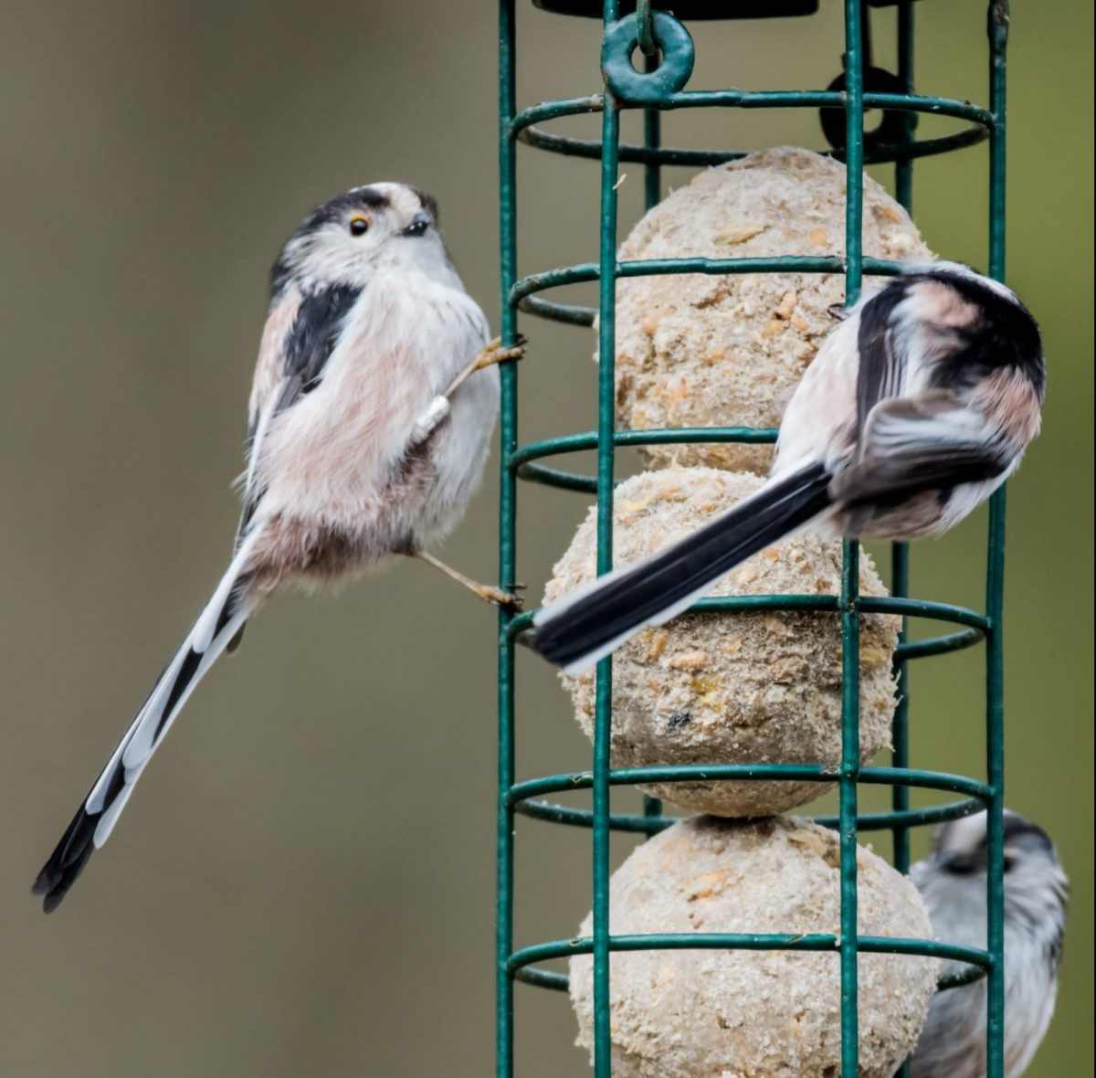 Two birds perched on a green bird feeder.