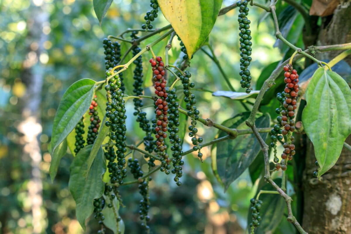 Black Peppercorns growing on vine