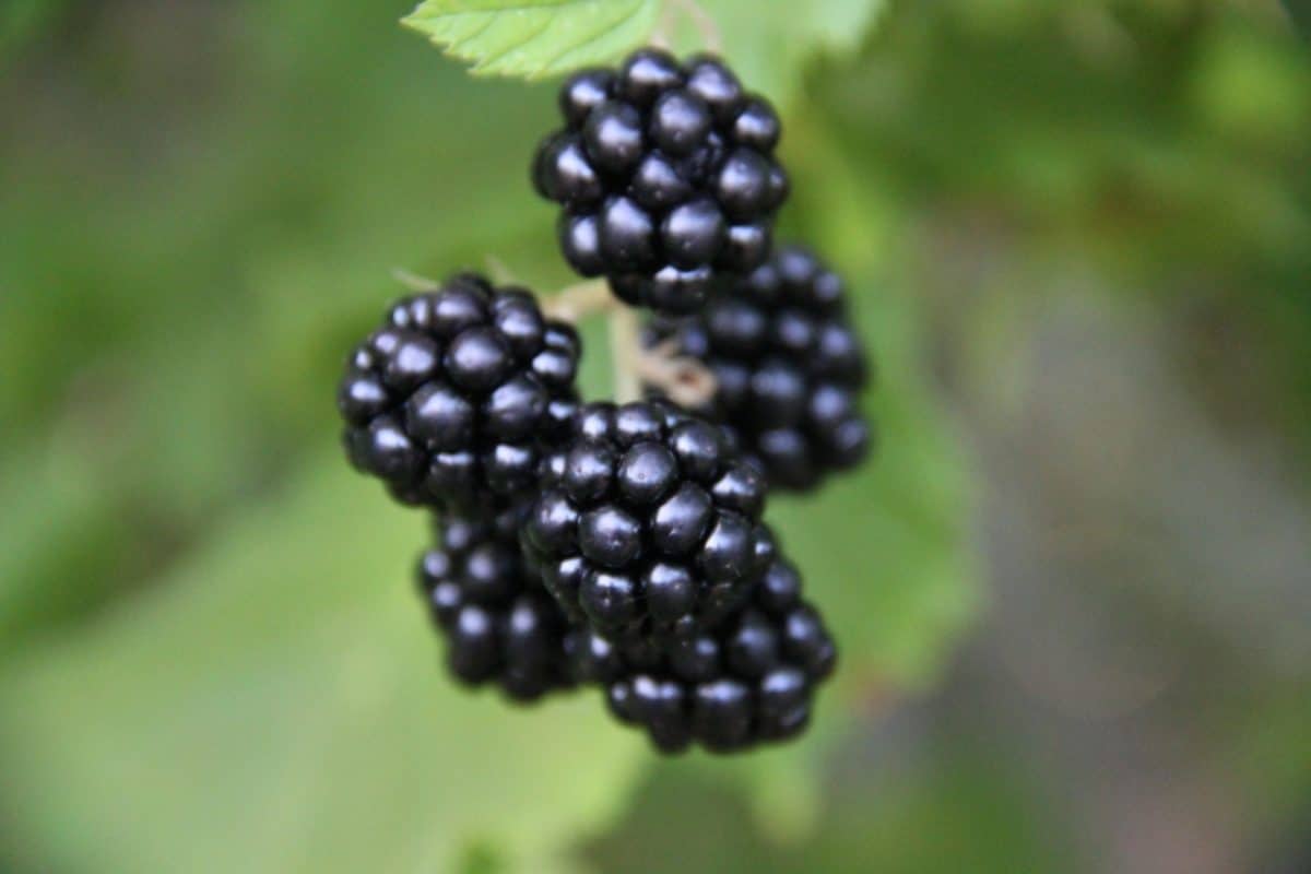 Close-up of blackberries hanging on a bush, with vibrant green leaves in the background.