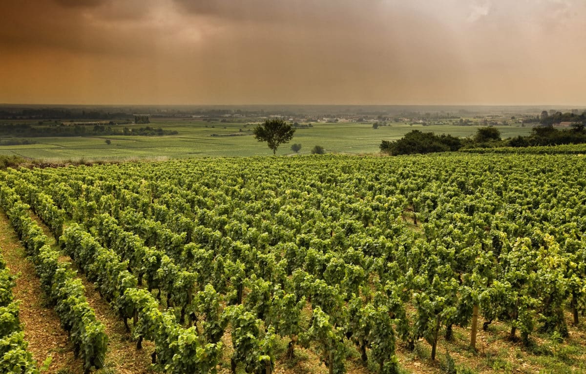 A vast vineyard in Burgundy with lush green grapevines.