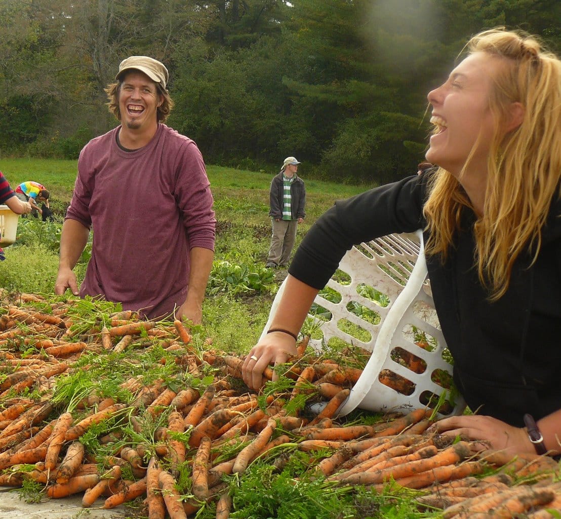 A man and a woman harvesting fresh carrots in a field.
