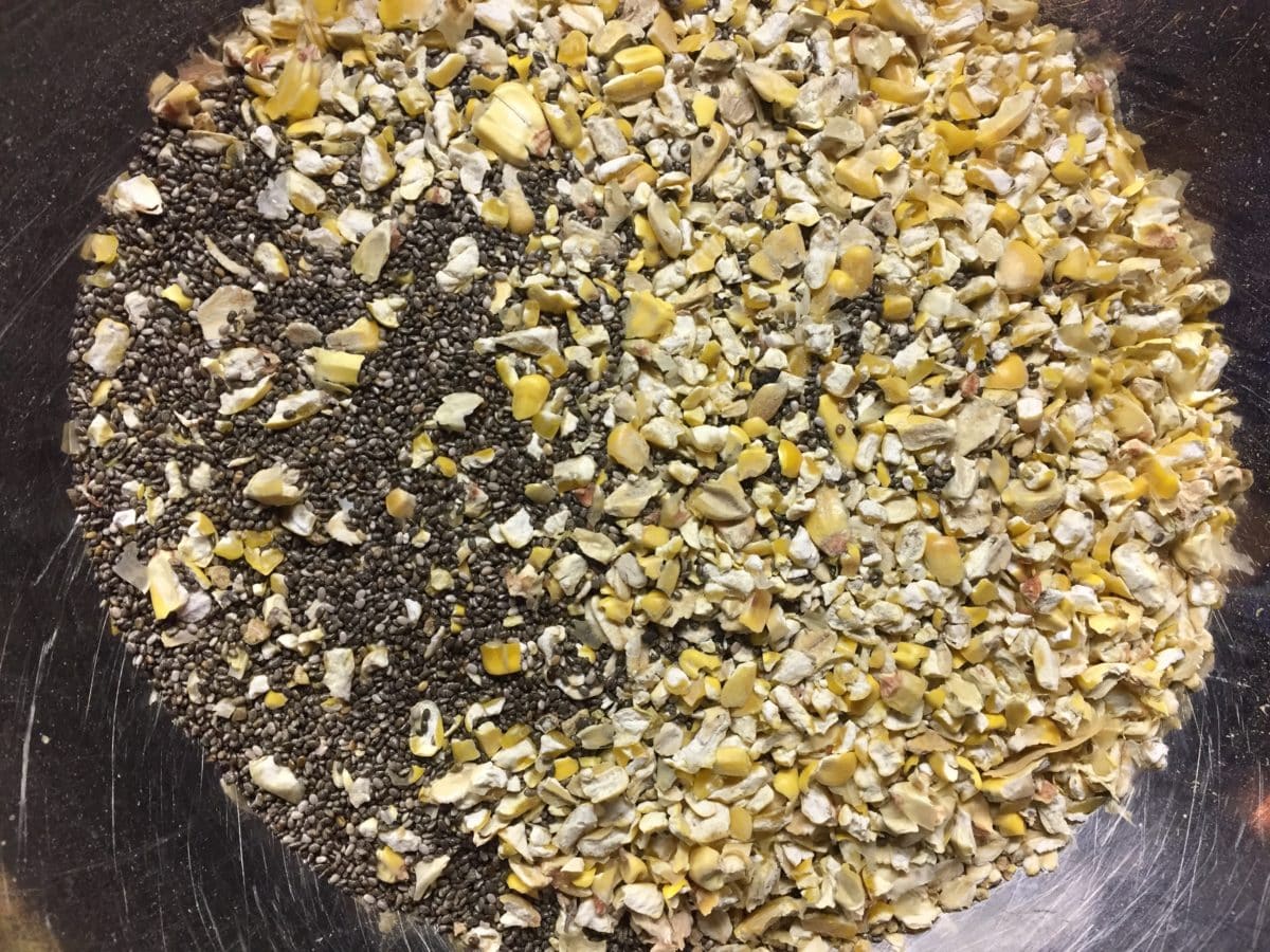 Mixture of grains and seeds for chicken treats.