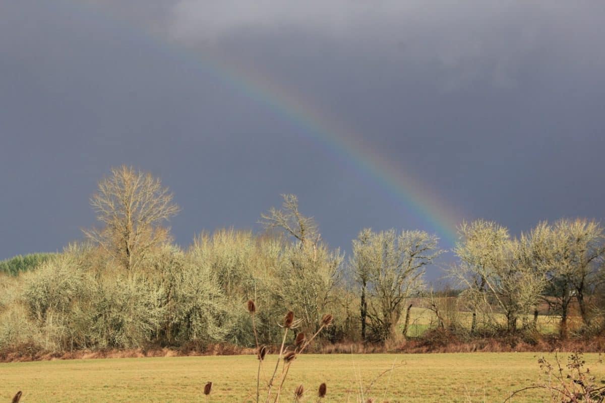 Scenic view of large fields divided by a row of trees, with a bright rainbow in the background.