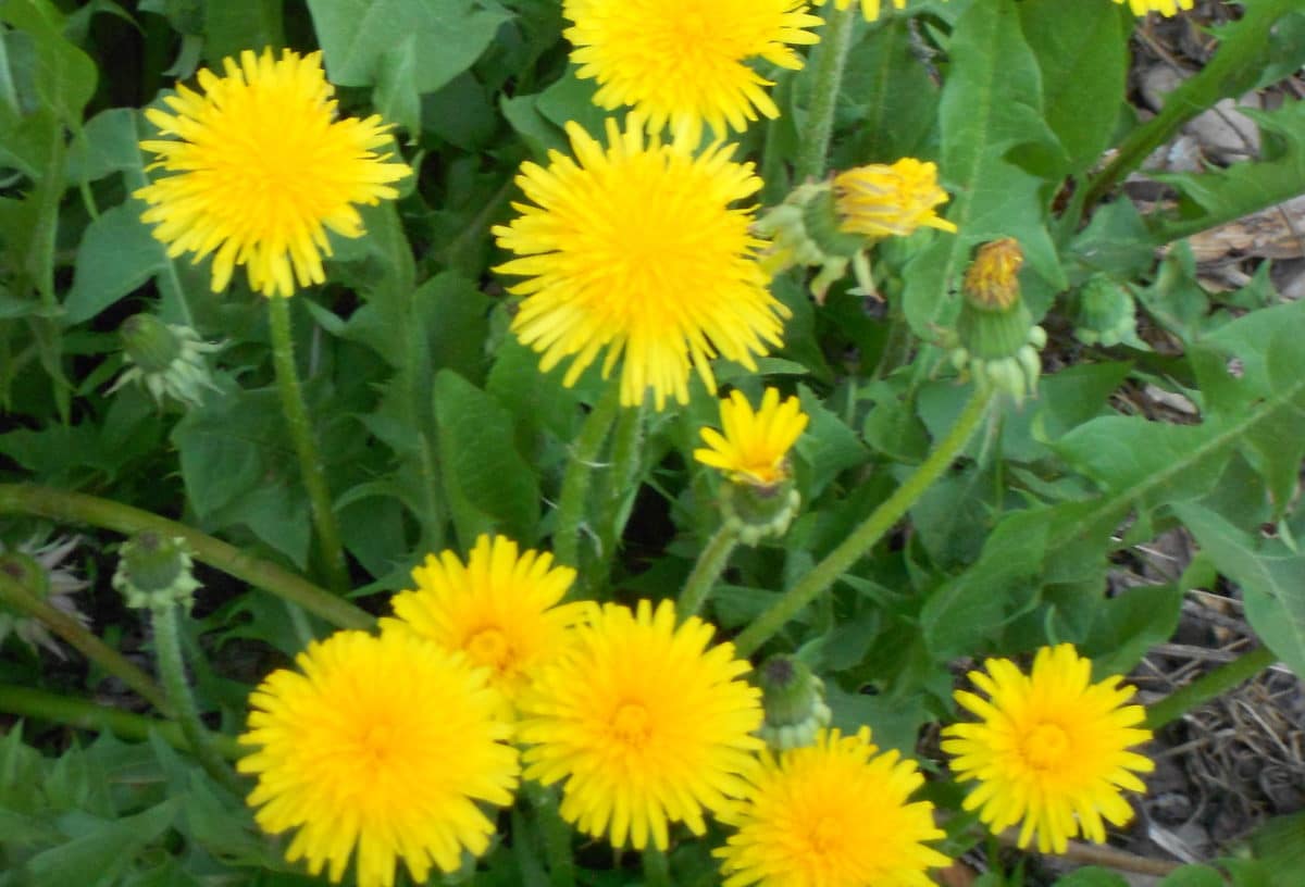 Close-up view of vibrant yellow dandelion flowers in full bloom.