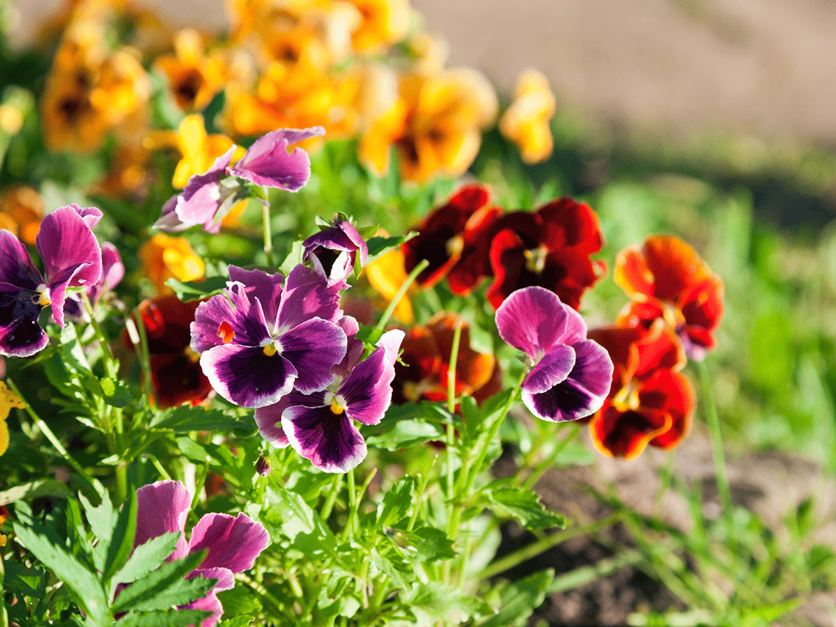 violas and pansies growing in a garden