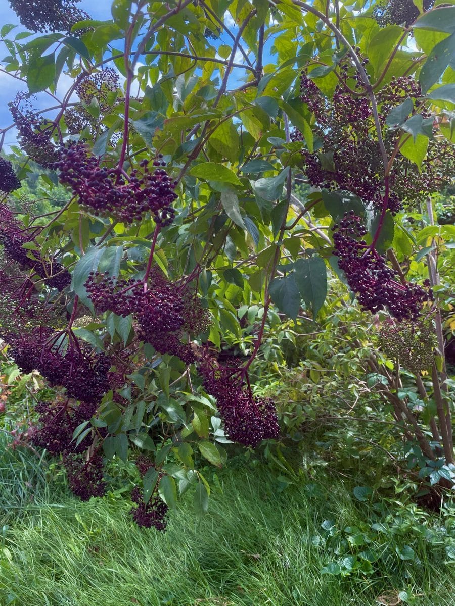 Close-up of elderberries growing on a tree.
