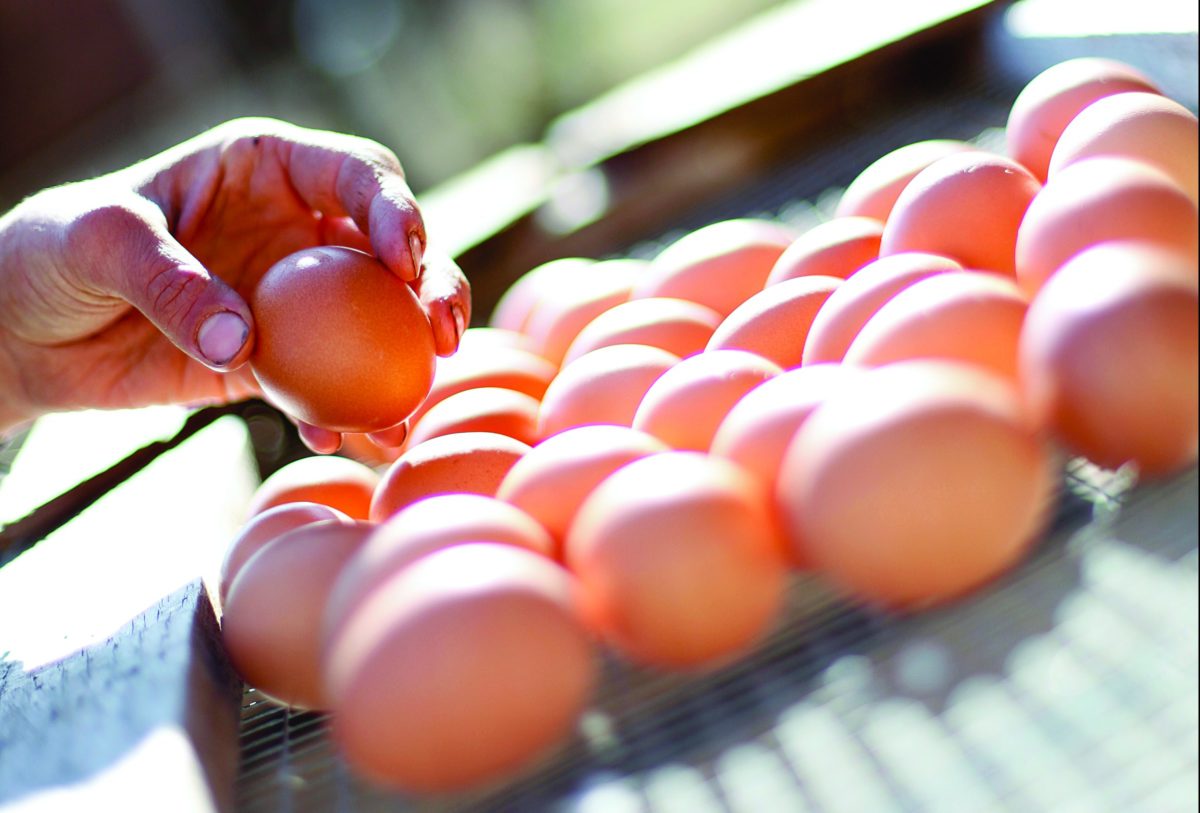 A hand selecting a farm fresh egg from a tray. Photo credit: Angie Mosier.