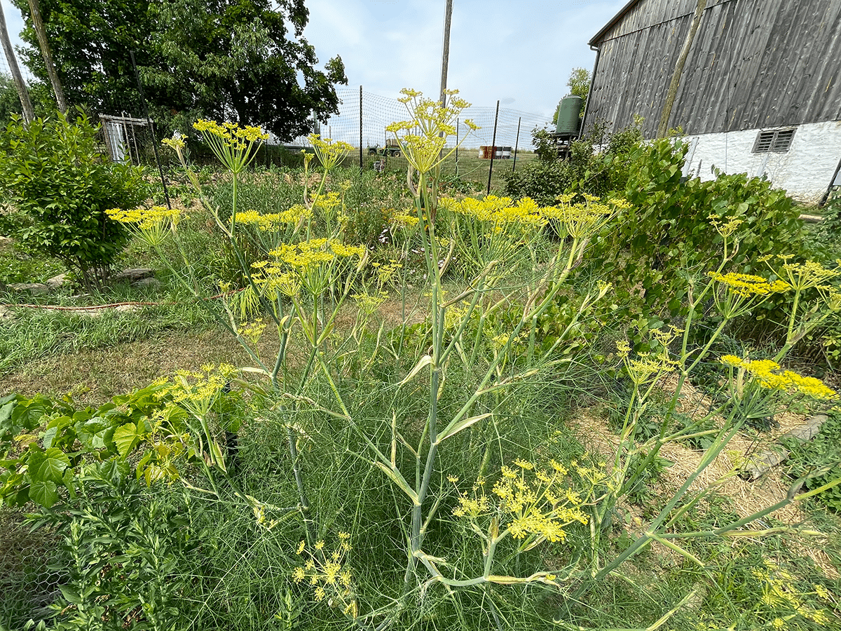 Fennel growing outside a barn