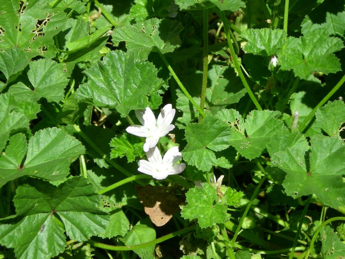 Close-up of flowering mallow greens in a garden