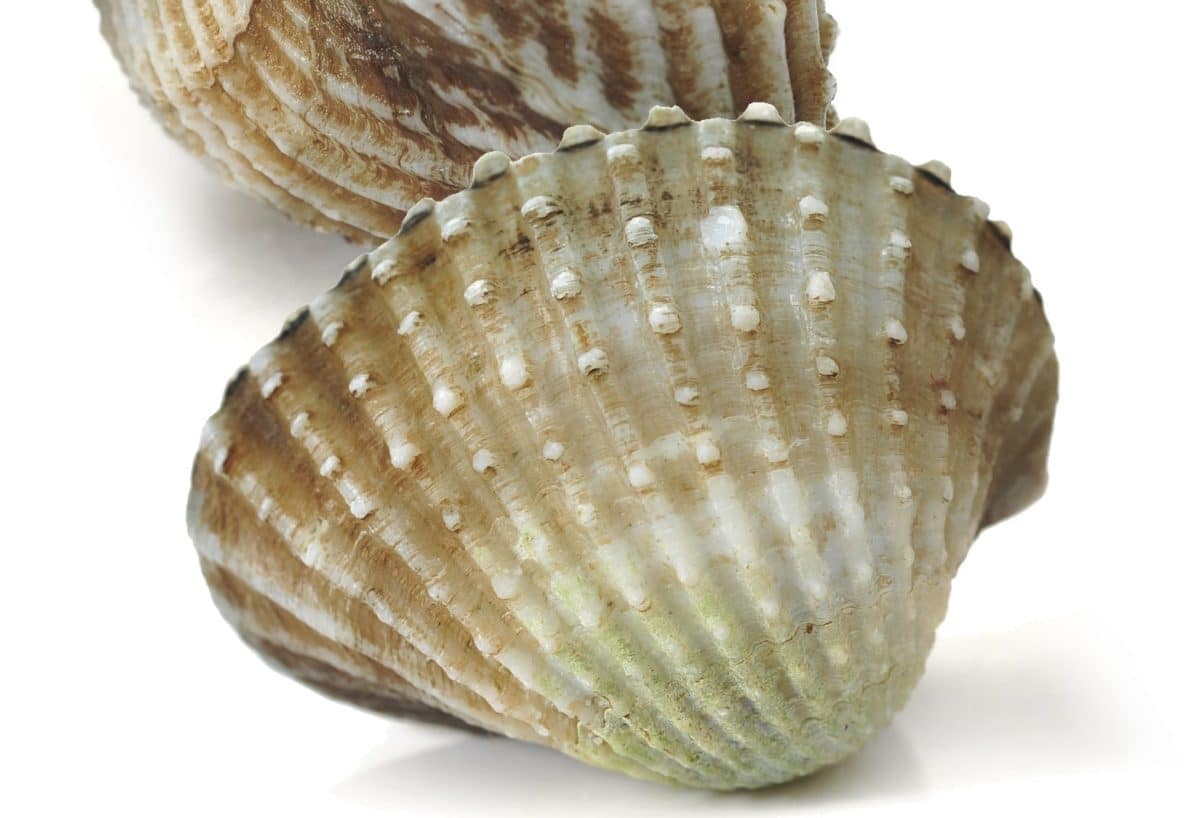 Fresh cockles close-up