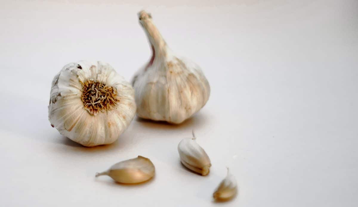 Close-up of fresh garlic bulbs and cloves on a white background