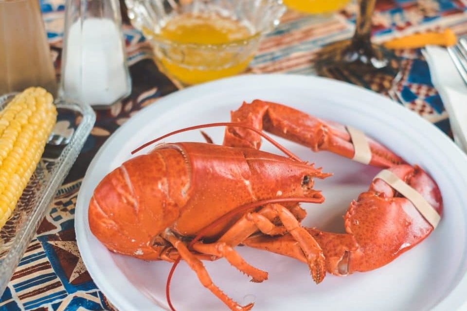 Maine Lobster