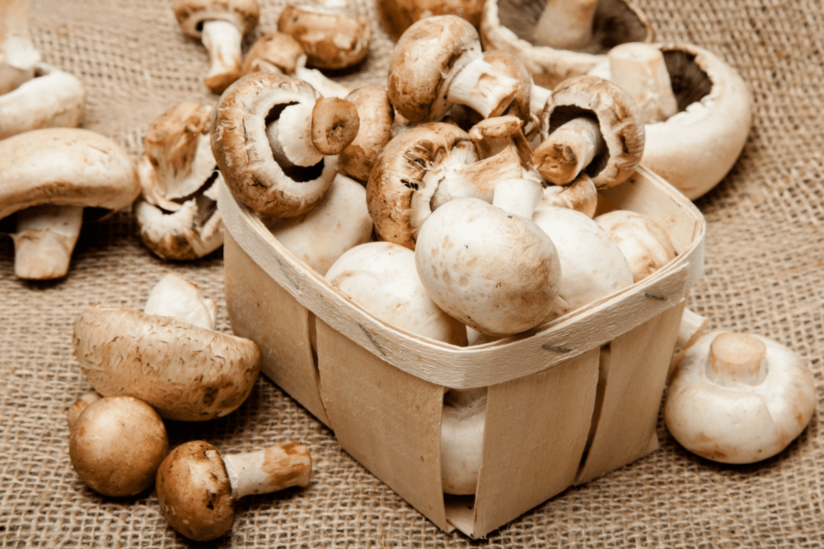 Basket of fresh white mushrooms.
