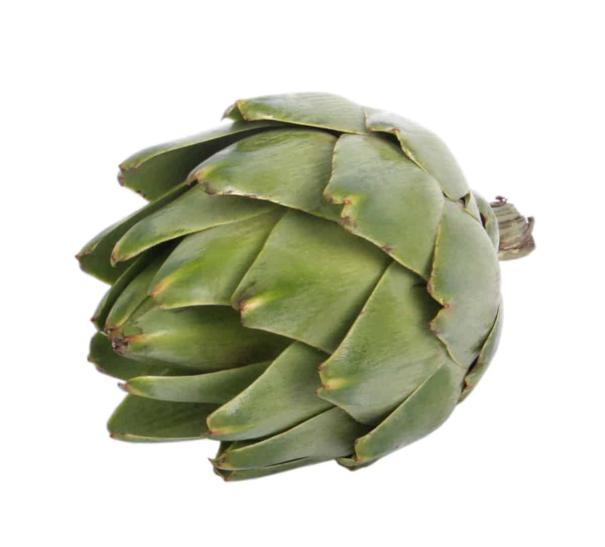 A close-up of a fresh green steamed artichoke.