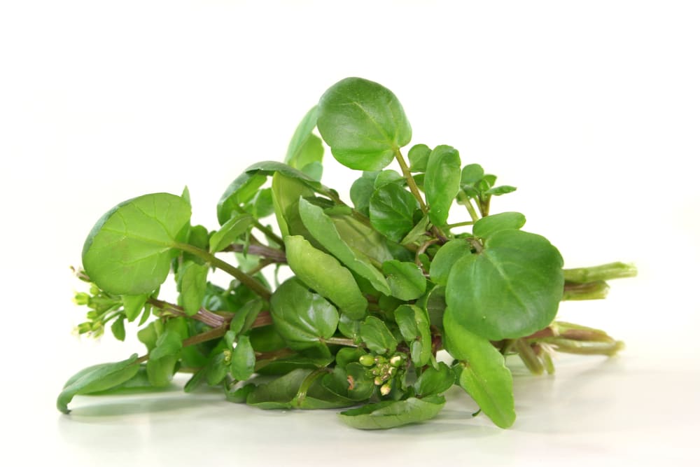 A fresh bunch of watercress displayed on a white background.