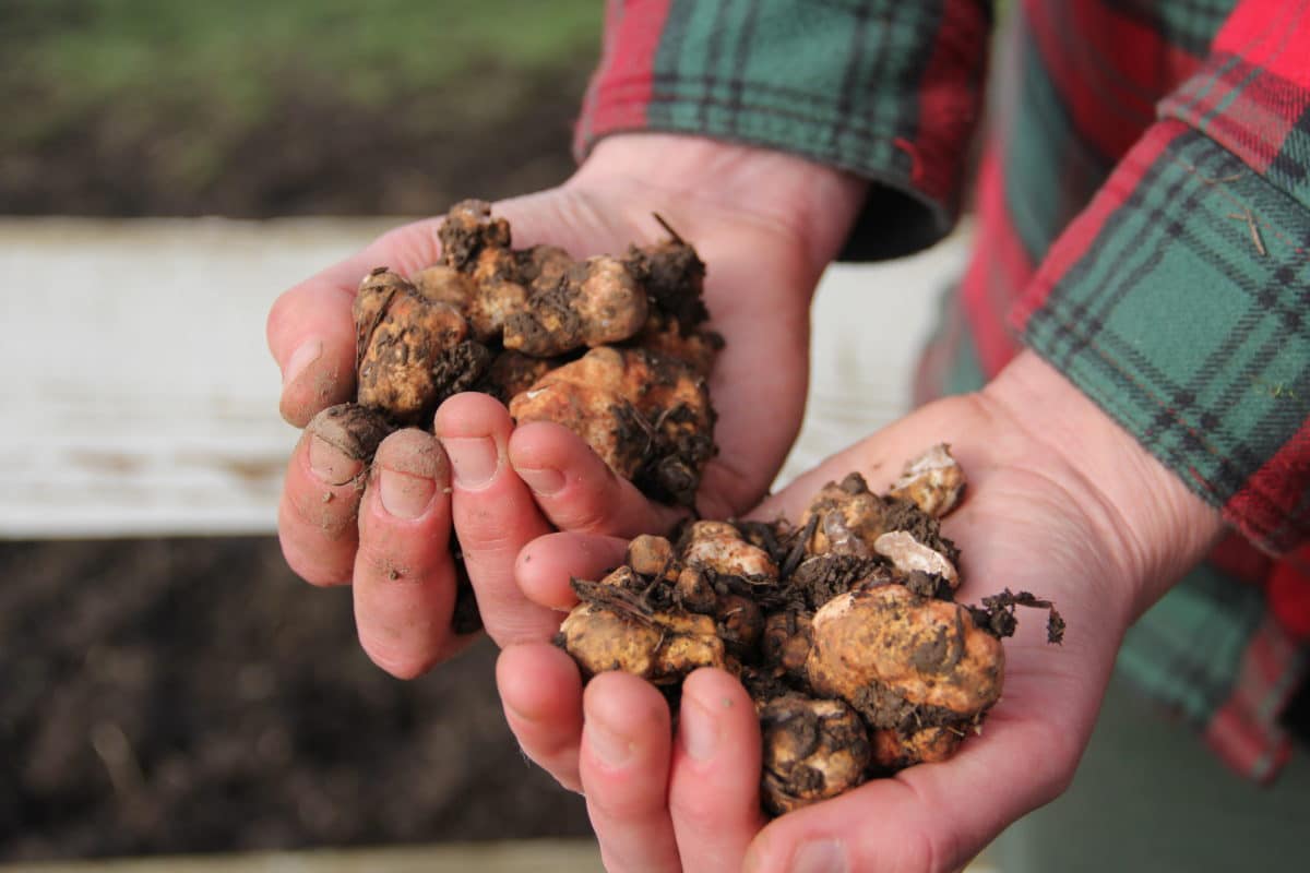 Close-up of two hands holding freshly dug white truffles.