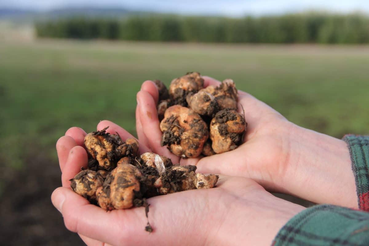 Two hands showcasing a collection of freshly unearthed white truffles.
