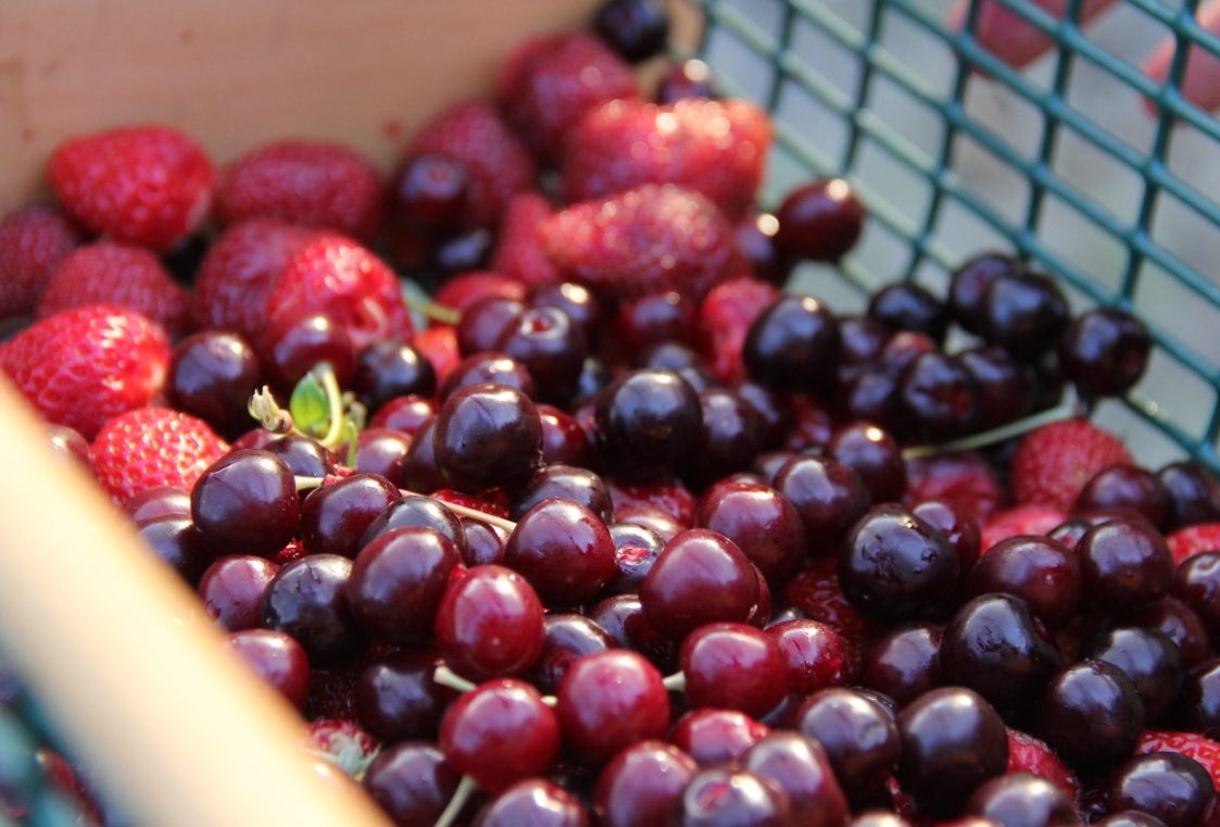 A close-up of homegrown strawberries and cherries in a basket.