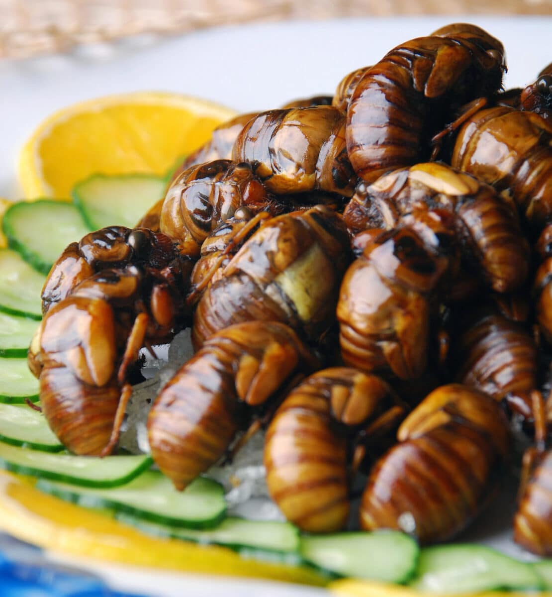 fried cicada pon a plate