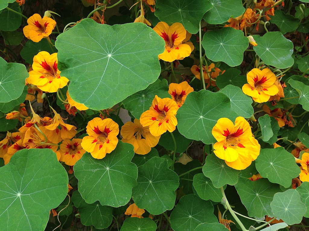 Vibrant yellow and red Garden nasturtium flowers amidst green leaves.