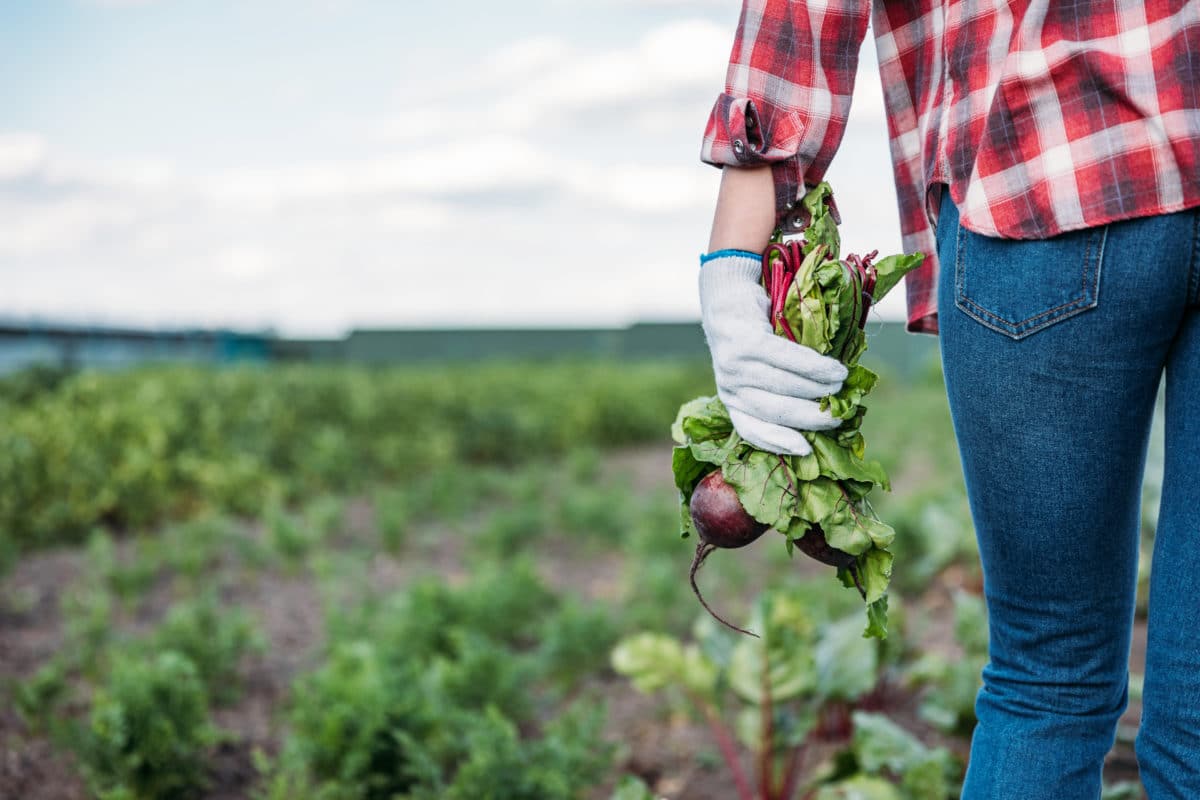 Woman in a checked shirt and jeans walking in a garden, holding a fresh batch of beets with green leaves.