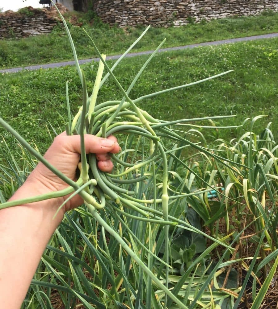 Hand holding fresh green garlic scapes from the garden.