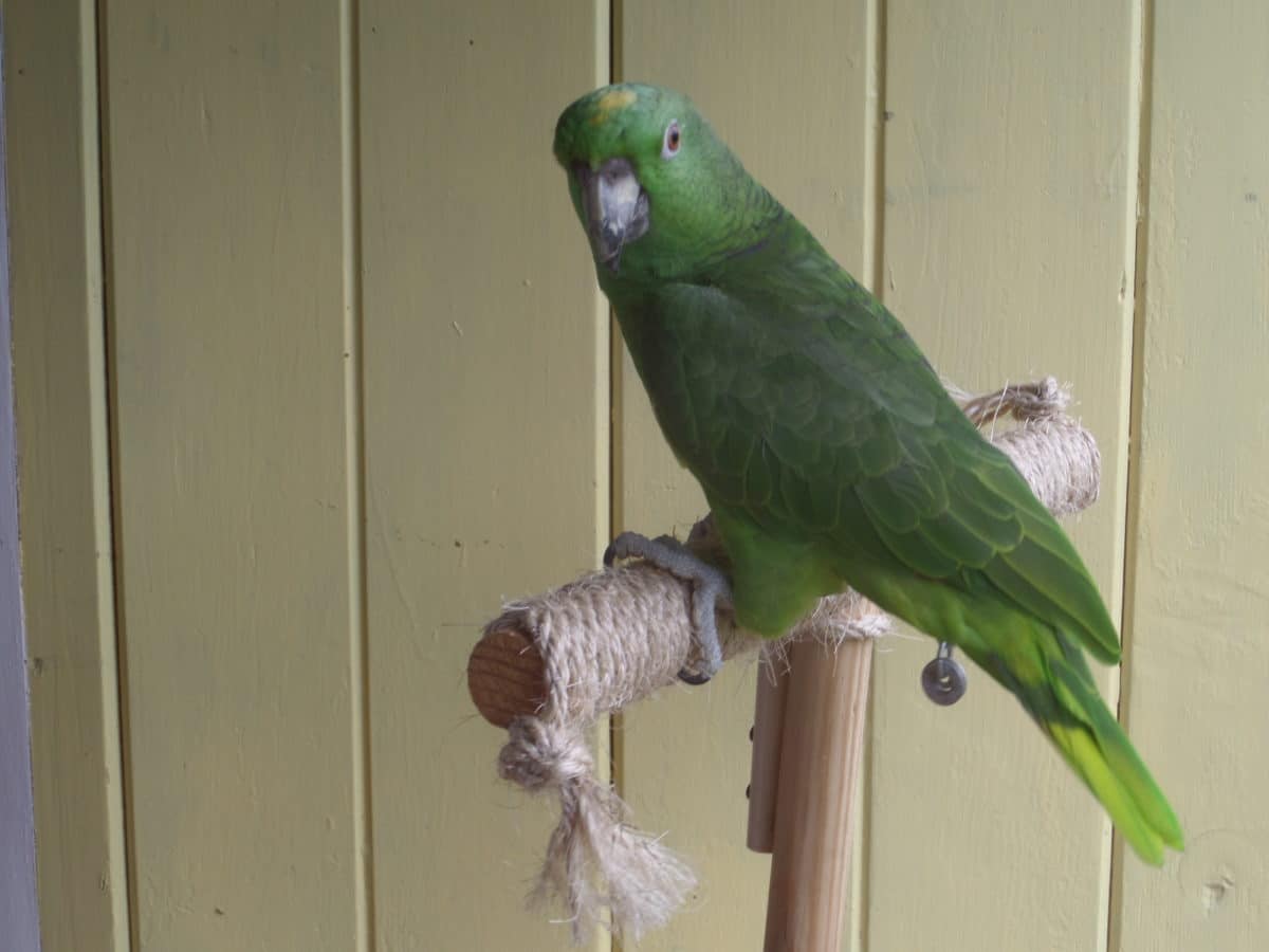 Gilligan, a green parrot, perched on a rope stand