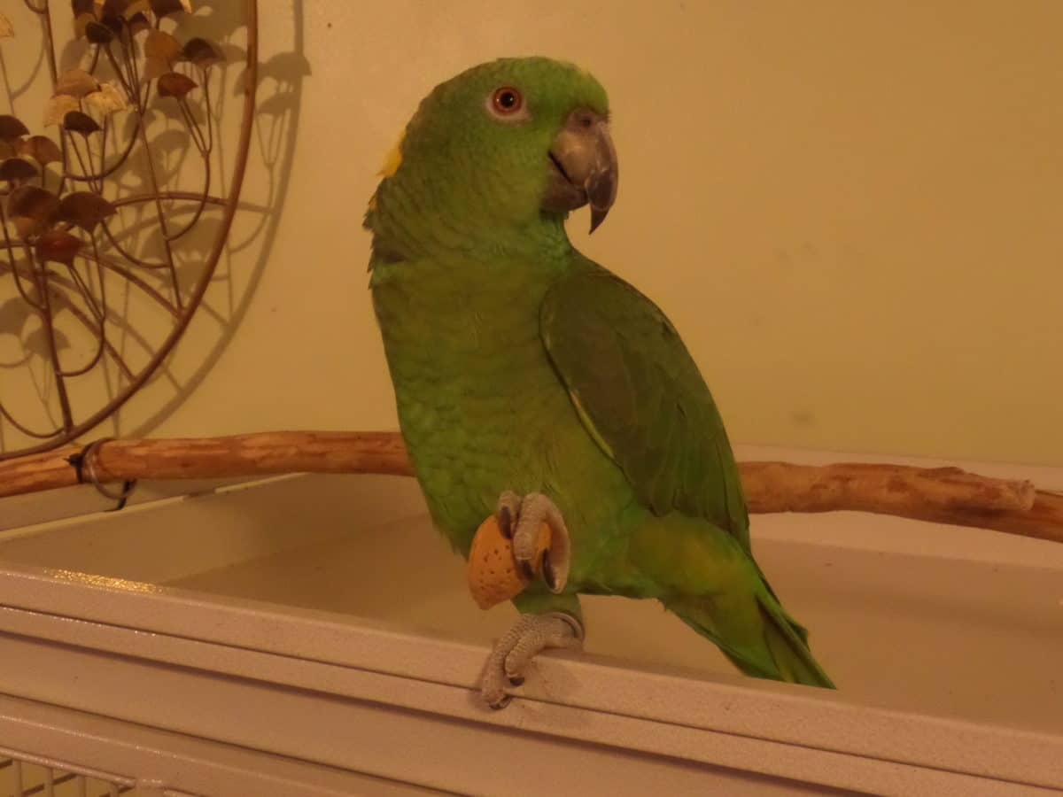 Parrot holding an almond in his claw