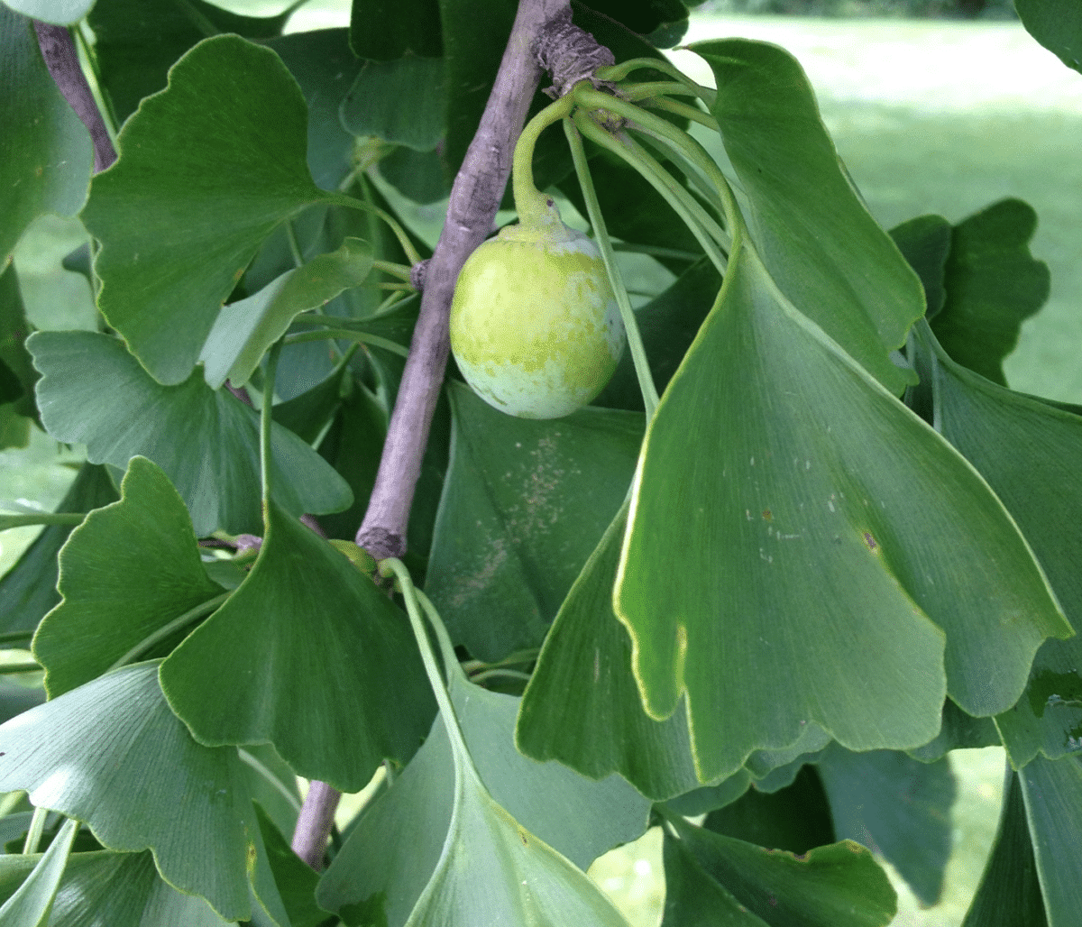 Now, Forager - Gingko Issue 18 From Texas to Minnesota