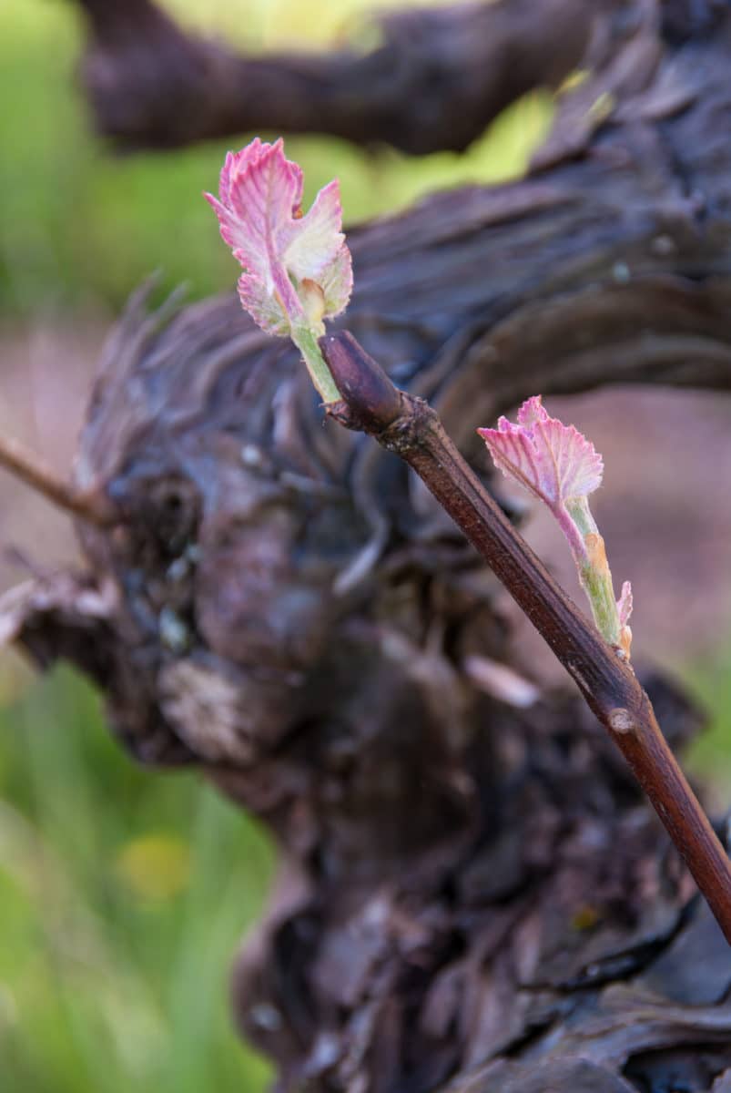 Fresh buds emerging from a grapevine branch.