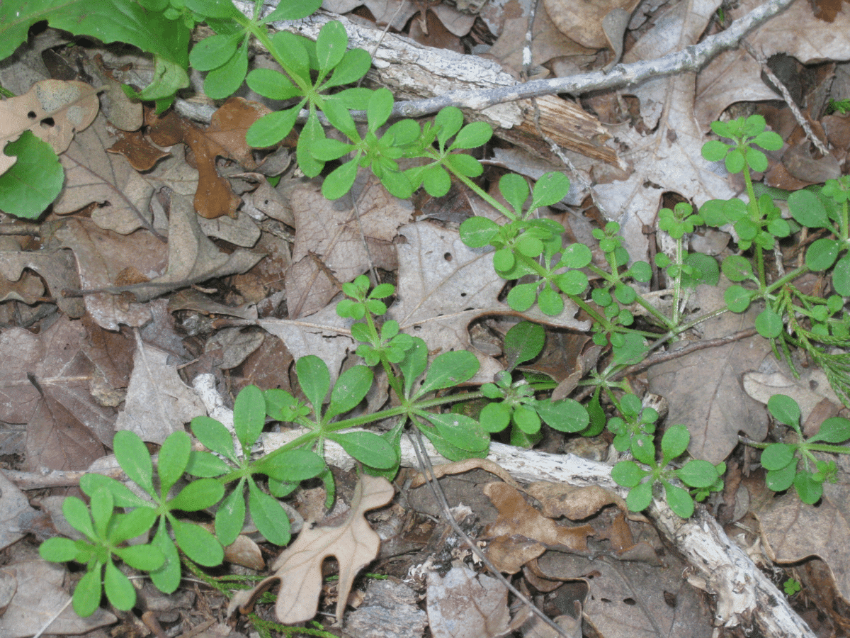Now, Forager - Cleavers Issue 18 From Texas to Minnesota