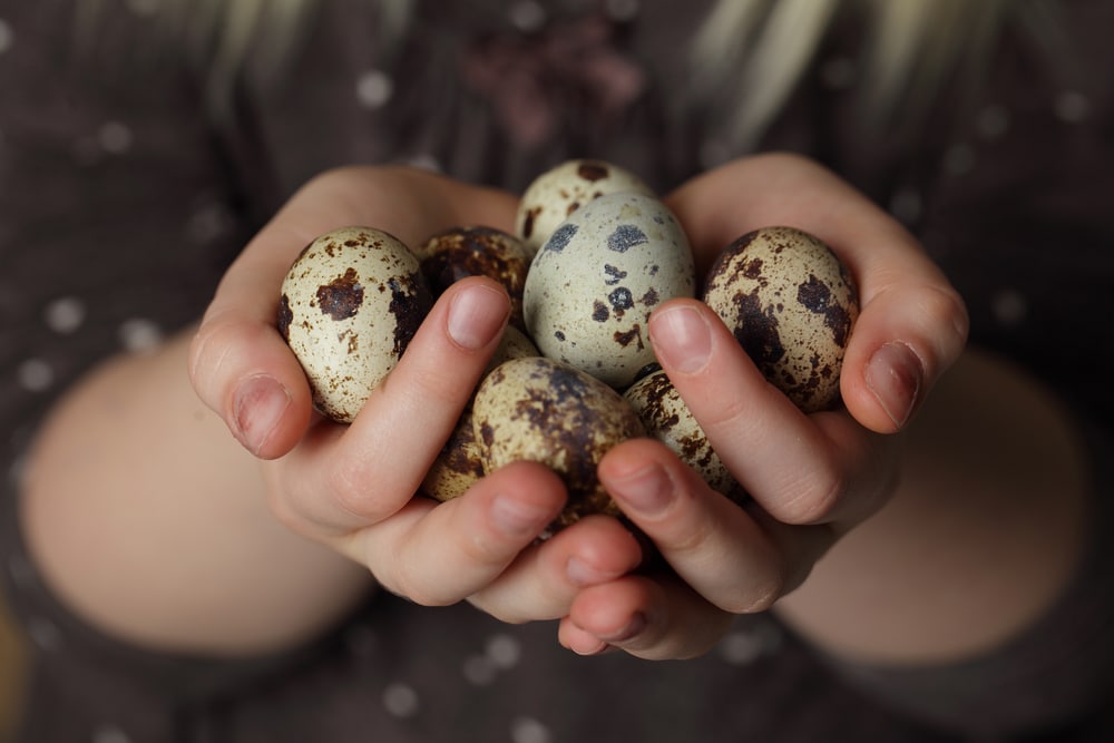Close-up of hands holding a collection of organic speckled eggs.