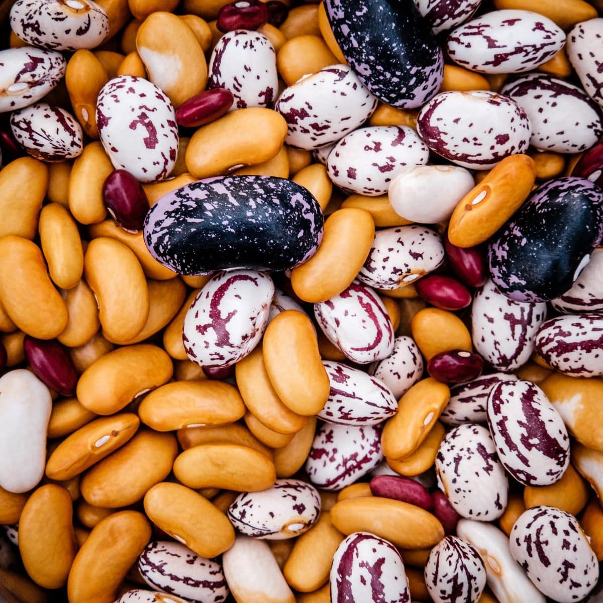Close-up of dried beans in various colors and patterns