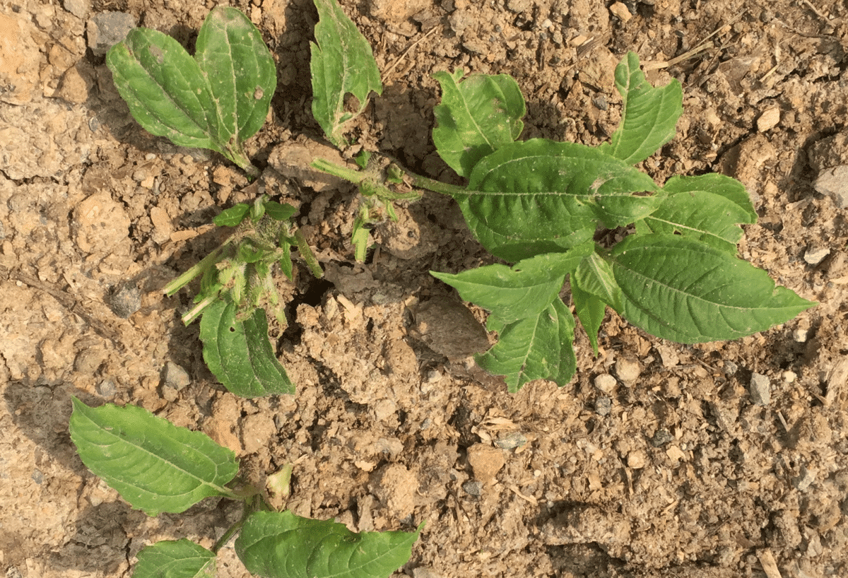 Fresh Jerusalem Artichokes growing in soil