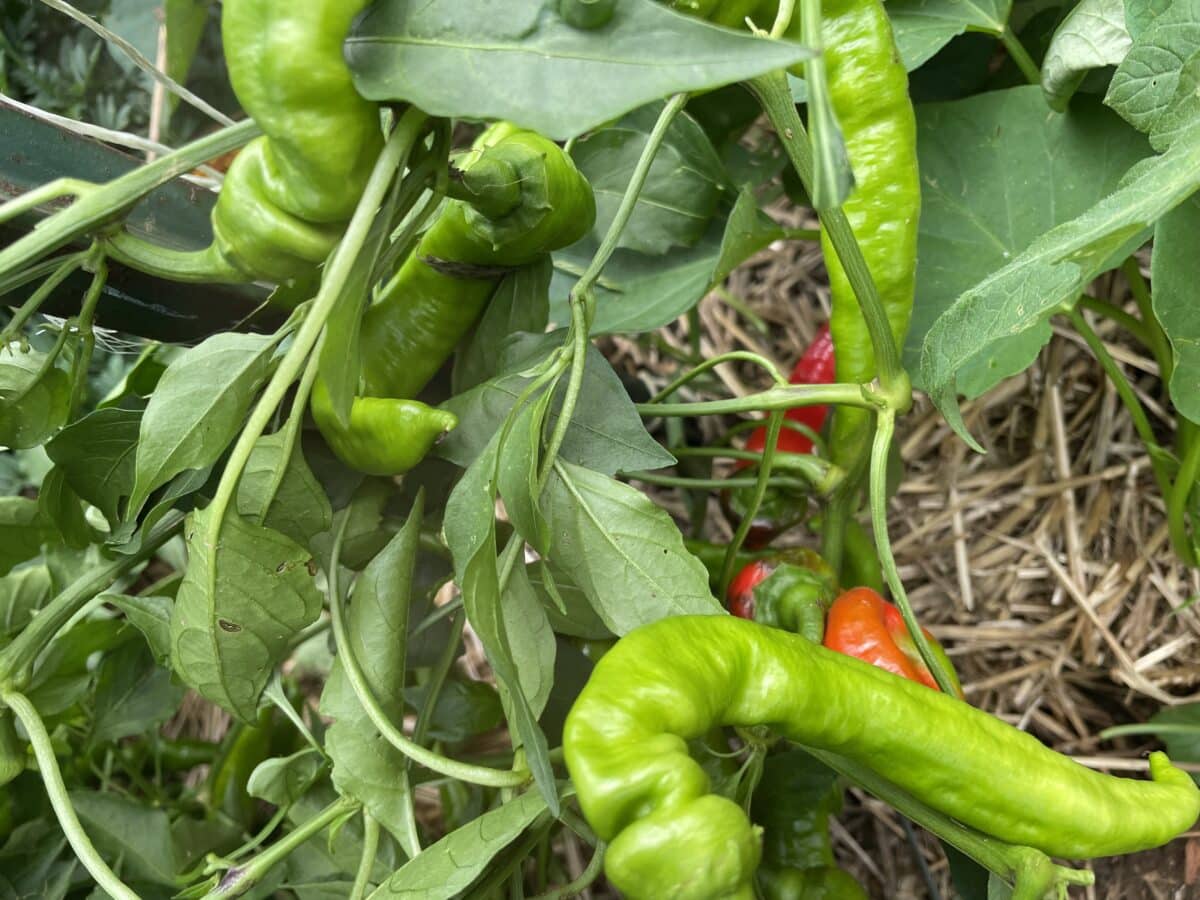 Growing Jimmy Nardello peppers- red and green