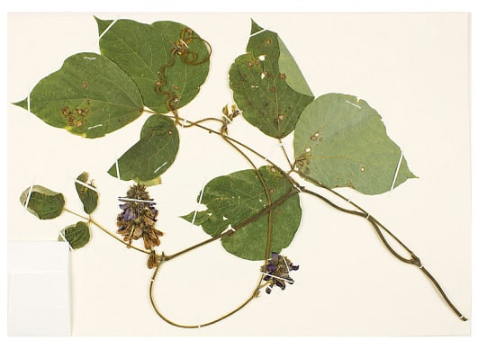 Kudzu (Pueraria montana lobata) leaves and blossoms.