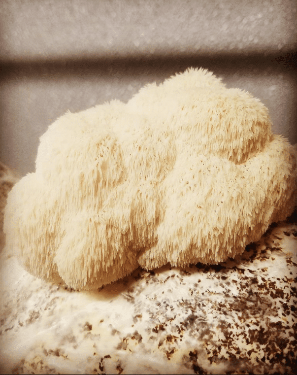 Close-up of a Lion's Mane mushroom, also known as pom pon mushroom.