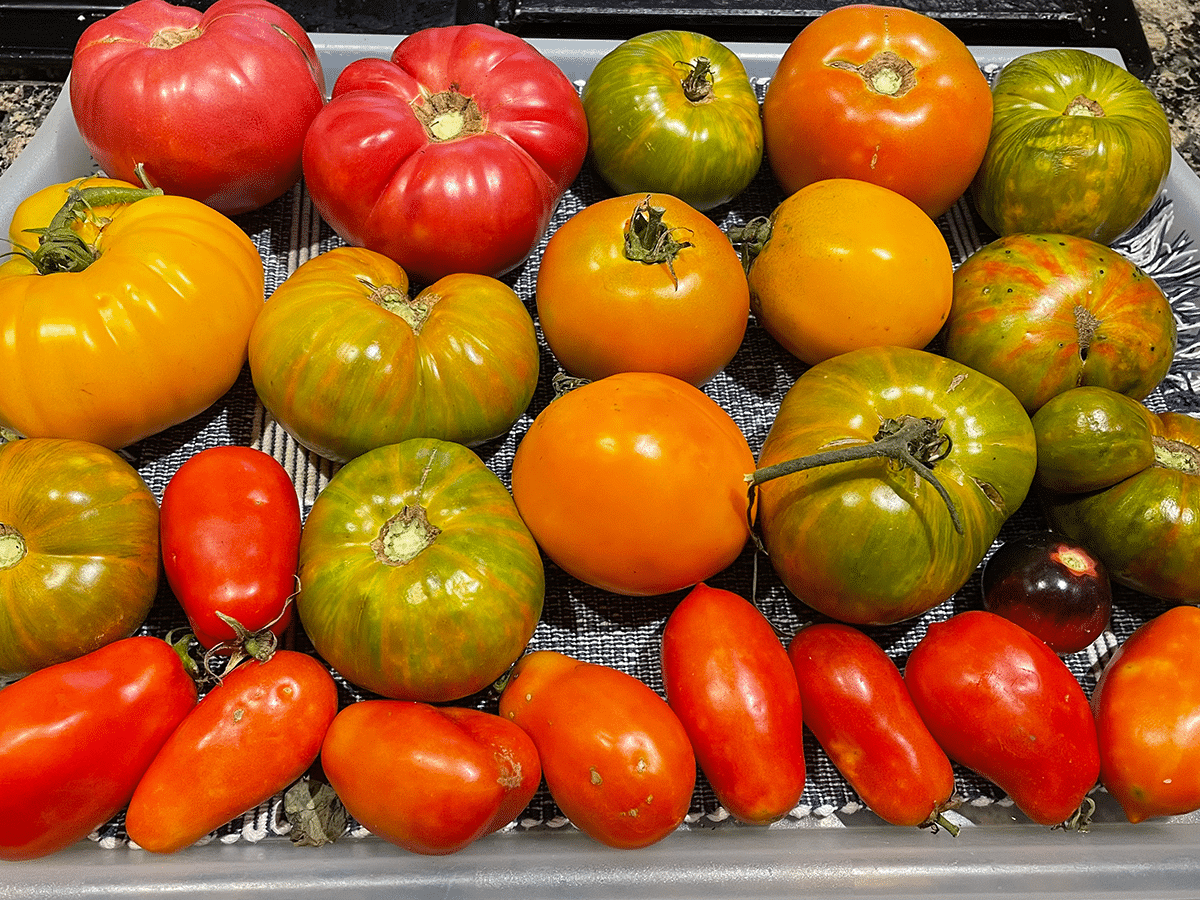 An array of homegrown tomatoes