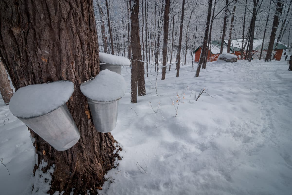 Snow-covered forest scene with a distant view of a red sugar shack indicating maple syrup production.