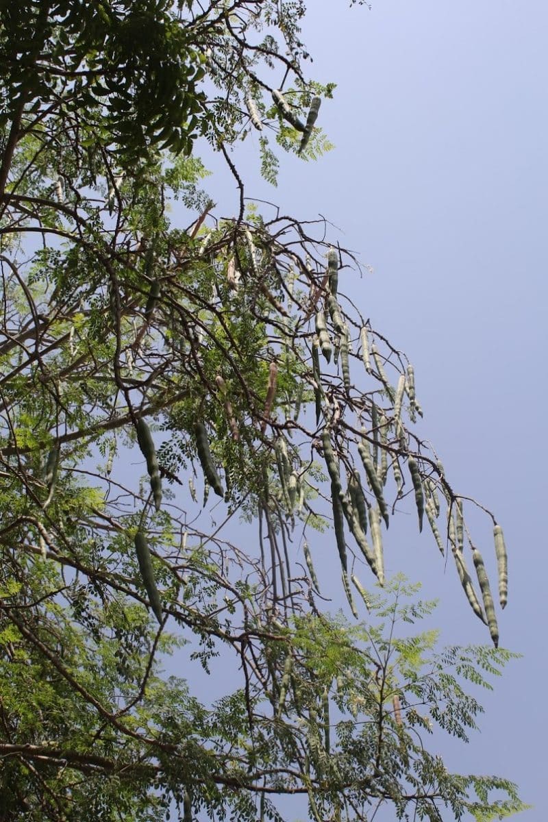 Moringa tree laden with green drumsticks against a blue sky.