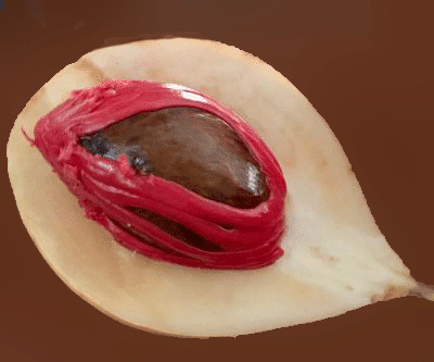 Close-up of a nutmeg fruit, showcasing its mace (aril) and seed.